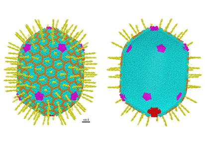 Fabrican virus artificiales claves para la terapia génica y la medicina personalizada