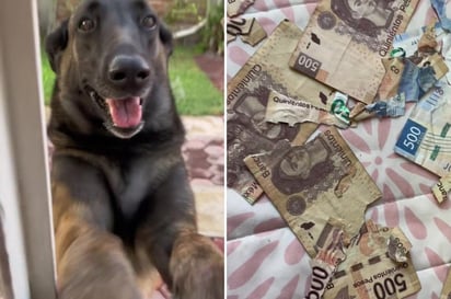 Perrito destruye 3 mil pesos en billetes y se hace viral