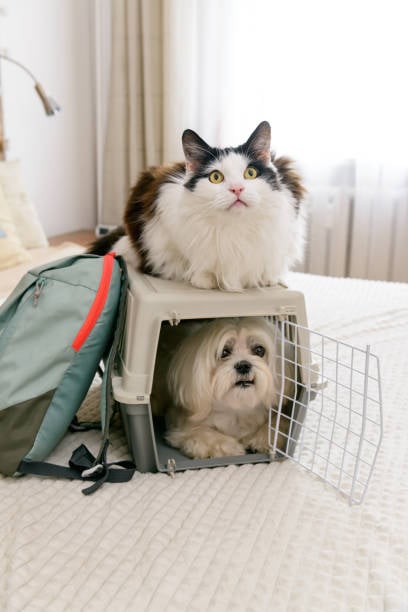 Perros y gatos que NO pueden viajar en avión