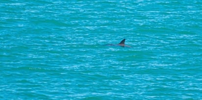 Captan avistamientos de vaquitas marinas, incluidas madres con sus crías, en el Alto Golfo de California