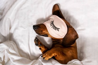 ¿Cuál es el significado de la posición de dormir de tu perro?