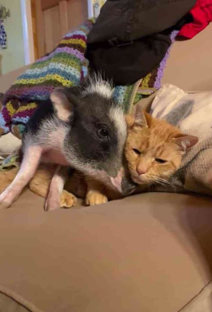 Este cerdito conoció a su mejor amigo en un refugio de animales: El mejor amigo de este cerdito es un gato y hacen todo juntos.