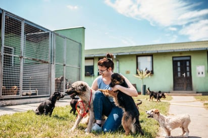 Errores frecuentes al adoptar un perro que muchas personas cometen