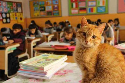 Un gatito callejero terminó por convertirse en la mascota del salón: Un gatito de Turquía entró a un salón de clases y recibió tanto amor que se volvió su nuevo hogar.