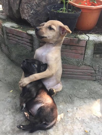 Cachorritos rescatados no paran de abrazarse: Dos perritos abandonados se abrazan aún después de ser rescatados