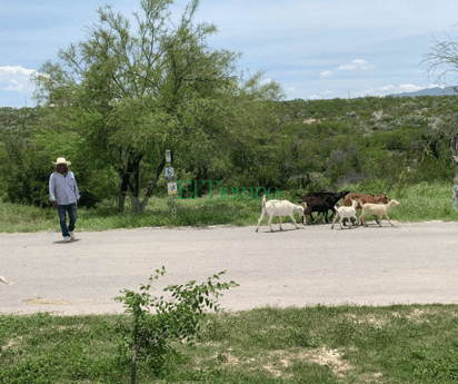 Multan a dueños de chivas que están sueltas por riesgo de provocar accidentes.