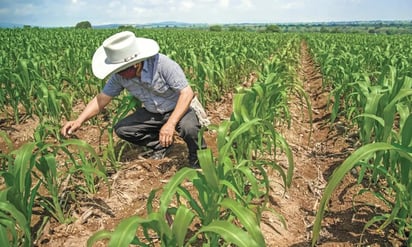 AMLO: No habrá aumento a precio de garantía