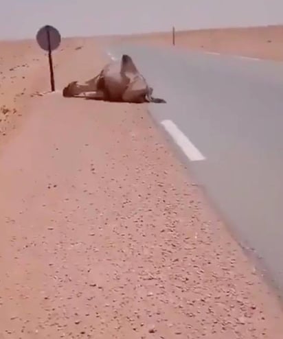 Hombre se detiene a ayudar a un camello en el desierto, ya no podía más: Este conductor no dudó en ayudar a un camello a mitad del camino