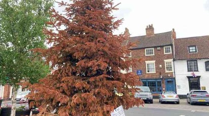 Un ave construyó su nido en un árbol de navidad y llevan 6 meses sin quitarlo: Esta ciudad lleva medio año con un árbol de navidad instalado en el centro.