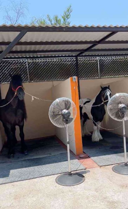 Caballos con ventilador debido a la fuerte ola de calor: Este granjero puso ventiladores en los establos para mantener frescos a sus caballos