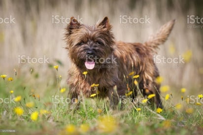 Esta raza de perro podría extinguirse: Los expertos advierten que el Cairn Terrier se enfrenta a un futuro incierto.