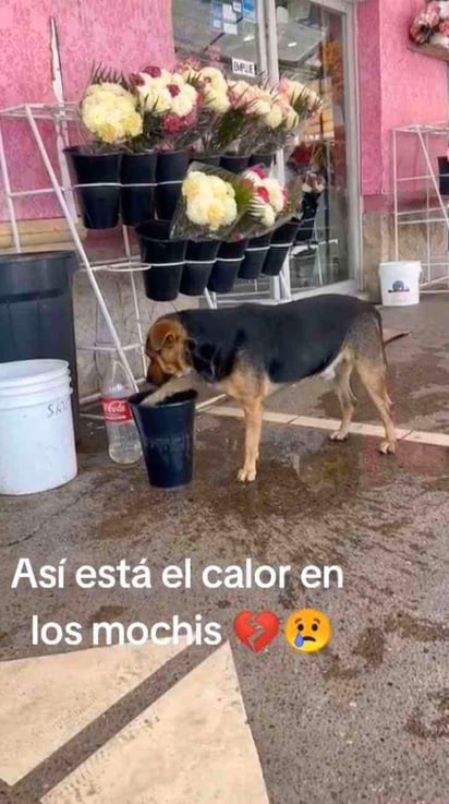 Este inteligente perrito callejero encontró la manera de refrescarse.: El video de un perrito calmando su calor con un balde de agua ha conmovido al internet