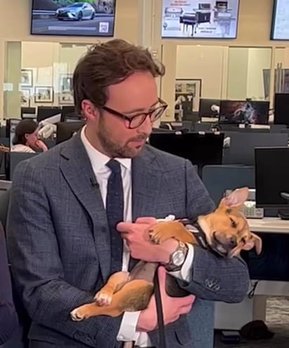 Cachorrito sin hogar es adoptado después de su debut en televisión:  La idea era promover la adopción y la estrategia de este perrito fue muy efectiva.