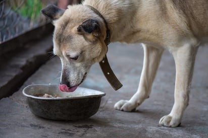 El extremo calor causa virus de estómago en perros  