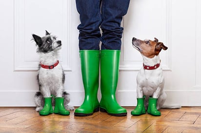 ¿Tu mascota requiere zapatillas específicas para el calor?