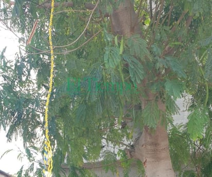 Joven se cuelga de árbol en el pueblo mágico de Cuatro Ciénegas