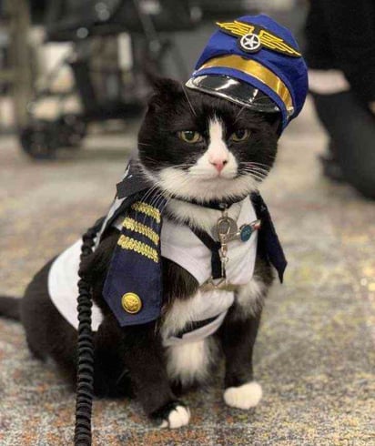 Gatito rescatado consigue trabajo en aeropuerto, ayuda a calmar a los pasajeros.: Este lindo minino tiene una función muy importante en el aeropuerto