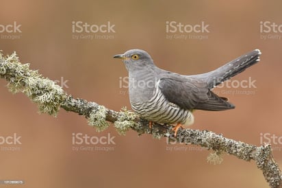 El cambio climático está afectando al 'pájaro cucú': Según expertos el cambio climático está afectando a las aves migratorias