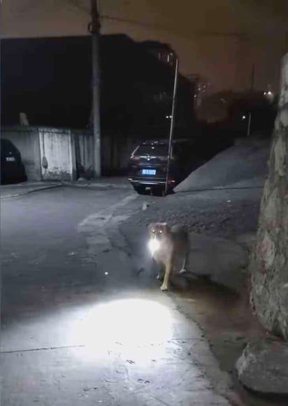 Cada noche ilumina el camino de su dueña a casa: La perrita no permite que su humana camine sola por la calle oscura y cada noche va por ella