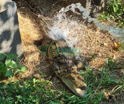 Especies del Zoológico son abastecidas con agua ante ola de calor