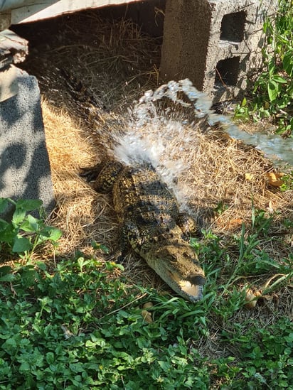 Especies del Zoológico abastecidas con agua