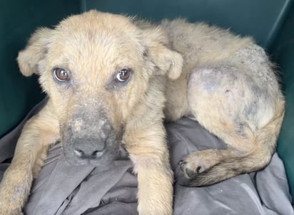 Este perrito rescatado llenó a su nueva familia de besos al ser adoptado: La vida de este perrito cambió por completo y no deja de agradecerle a su nueva dueña