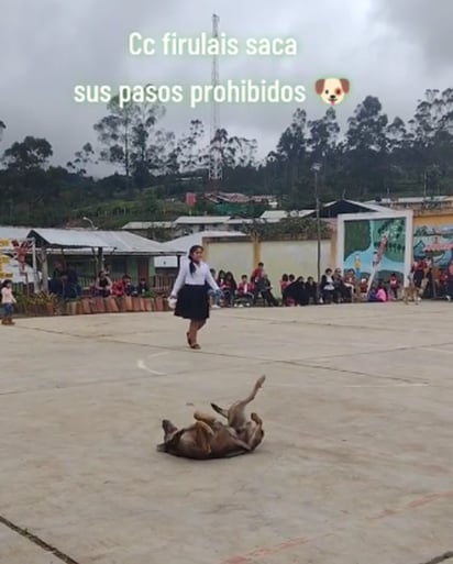 Perrito se roba el reflector al sacar sus 'pasos prohibidos': Este perrito sin saberlo se ganó el corazón del internet con su encanto