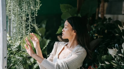 Plantas que quitan el calor y le dan frescura a tu hogar