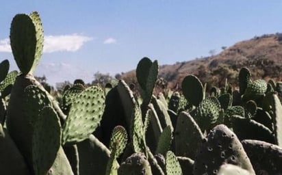 8 estados van por siembra de nopal por la sequía 