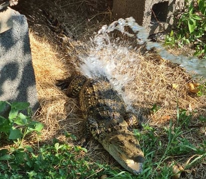 Zoológico Municipal implementa medidas para proteger a las especies de la ola de calor   