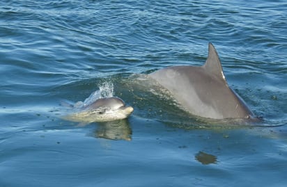 Los delfines dulcifican su 'voz' para hablarle a sus bebés: Las madres delfín cambian su tono para comunicarse con sus crías.