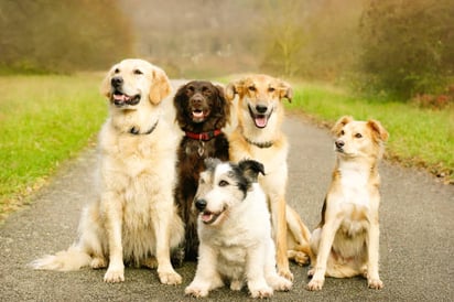 Cómo los perros se comportan según su raza