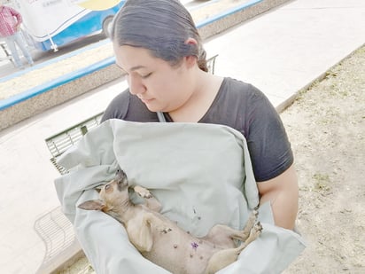 Módulo ambulante animal realizan esterilización