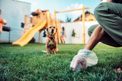 ¿Por qué es tan perjudicial dejar los excrementos de tu perro en la vía pública?