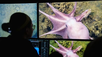 Científicos encuentran nueva especie de pulpo bajo el mar de Costa Rica: Las imágenes muestran pulpos que no habían sido estudiados antes