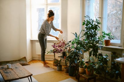 Posibles errores al cuidar tus plantas en casa