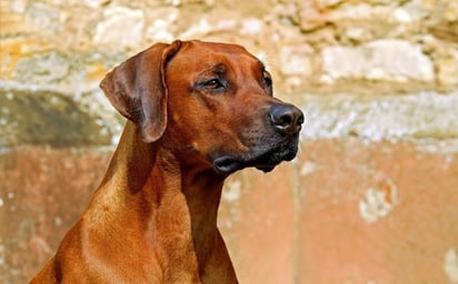 Perro encuentra restos humanos en terrenos de Tlajomulco, había un torso y extremidades 