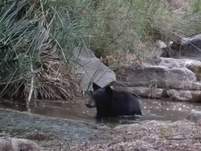 Oso es grabado nadando en las aguas de la sierra de Arteaga, Coahuila.