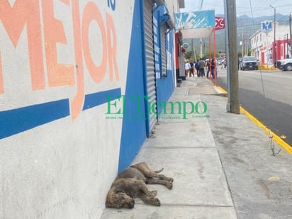 Comerciantes piden se frene la población de perros callejeros