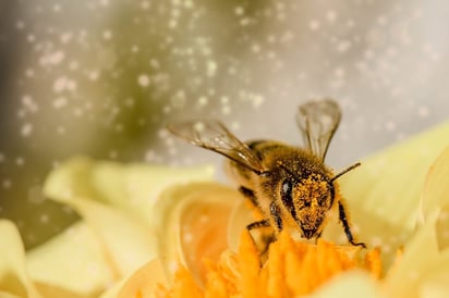 Evita picaduras de abejas estas vacaciones.: La ciencia desmiente la popular creencia de que hay que tirarse al agua para huir de las abejas