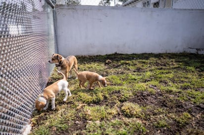 ¡Un espacio para gatitos y perritos! Se trata de la 'Ciudad de Canes y Felinos'