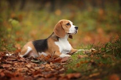 Por primera vez consiguen mapear el epigenoma canino