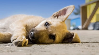 Las mascotas han padecido por las altas temperaturas