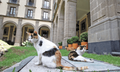 Don Zeus y su pandilla, los michis amos y señores de Palacio Nacional