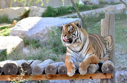 Zoológico municipal y Ecoparque listos para recibir a vacacionistas 