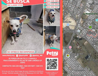 ¿Lo encontraste? Buscan a Yiyo, un perrito perdido en Saltillo; los dueños están ofreciendo una recompensa