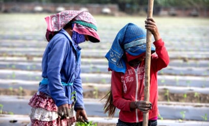 Reclutan por la fuerza a 18 jornaleros; los secuestran y obligan a trabajar jornadas extenuantes en Angostura, Sinaloa