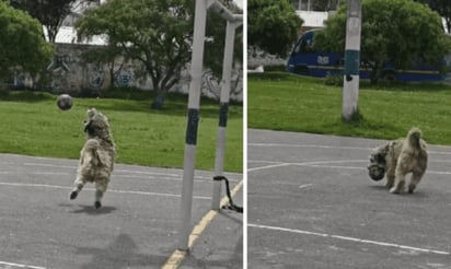 ¡Más de uno lo quiere en su equipo! Perrito demuestra su habilidad para ser portero y se vuelve viral