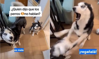 Lomito causa furor en TikTok porque “pide” a su amo que regañe a su amiga: El video ya supera las dos millones de reproducciones en TikTok y causó admiración y risas entre los usuarios