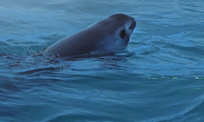 Biden amenaza con sanciones comerciales para México por la vaquita marina y la totoaba